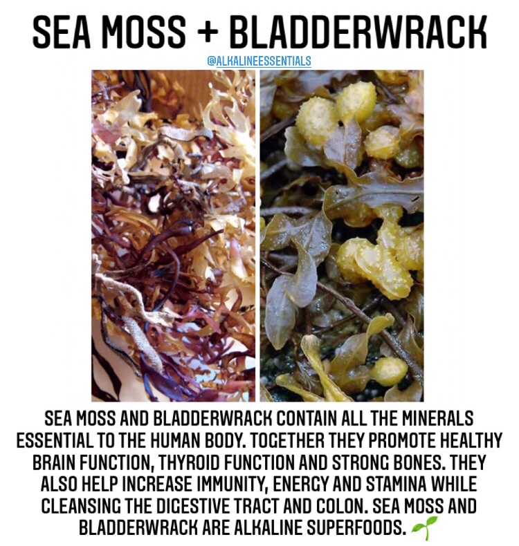 Buy Sea Moss Bladderwrack Duo Online - Alkaline Essentials